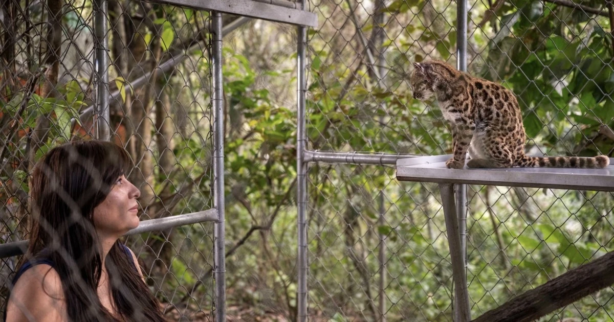 Плямиста дика кішка Leopardus tilcayo з великими плямами та довгими вусами